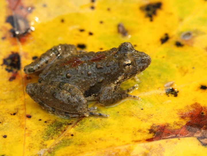 Cricket Frog
